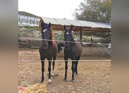 Andalusier, Wallach, 5 Jahre, 150 cm, Rappe