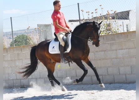 Andalusier, Wallach, 5 Jahre, 151 cm, Dunkelbrauner