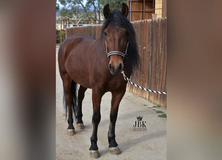 Andalusier, Wallach, 5 Jahre, 152 cm, Brauner
