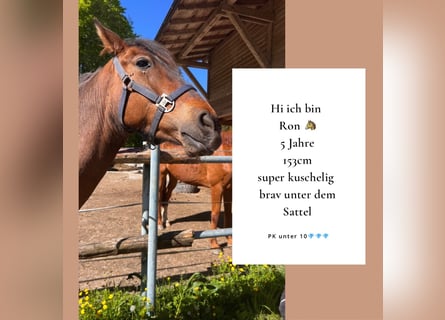 Andalusier Mix, Wallach, 5 Jahre, 152 cm, Brauner