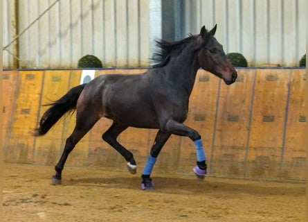 Andalusier, Wallach, 5 Jahre, 153 cm, Brauner