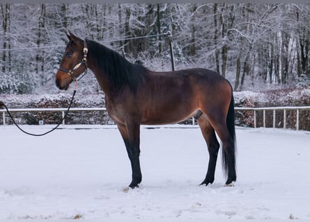 Andalusier, Wallach, 5 Jahre, 153 cm, Brauner