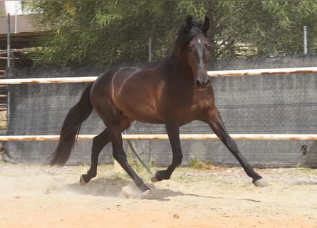 Andalusier, Wallach, 5 Jahre, 153 cm, Rappe
