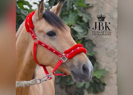 Andalusier, Wallach, 5 Jahre, 154 cm, Falbe