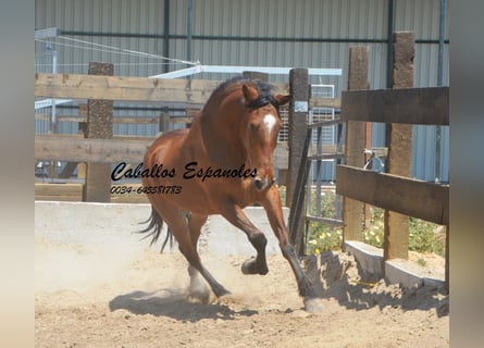 Andalusier, Wallach, 5 Jahre, 155 cm, Brauner