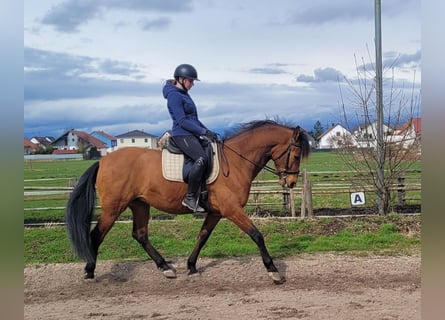 Andalusier Mix, Wallach, 5 Jahre, 156 cm, Brauner