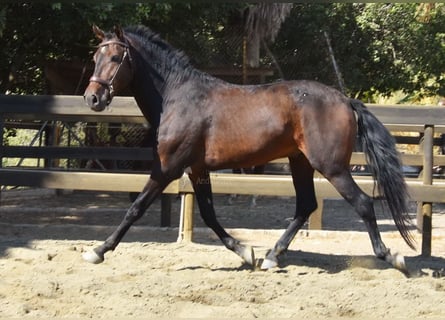 Andalusier, Wallach, 5 Jahre, 156 cm, Dunkelbrauner