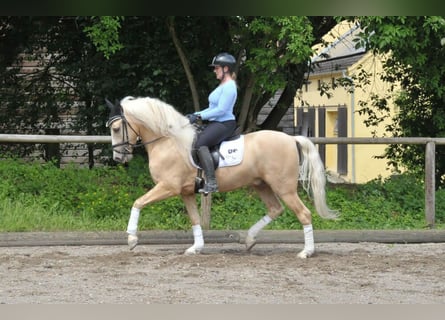 Andalusier, Wallach, 5 Jahre, 156 cm, Palomino