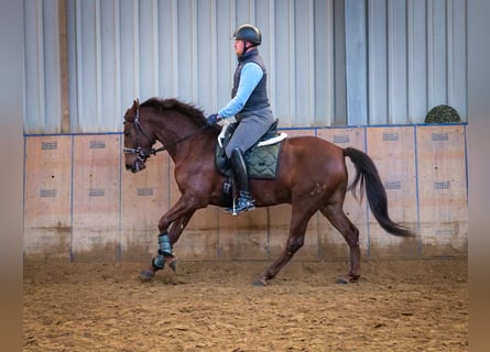 Andalusier, Wallach, 5 Jahre, 157 cm, Dunkelfuchs