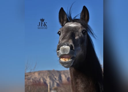Andalusier, Wallach, 5 Jahre, 157 cm, Schimmel