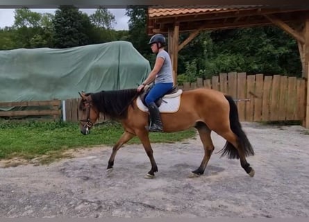 Andalusier Mix, Wallach, 5 Jahre, 158 cm, Brauner