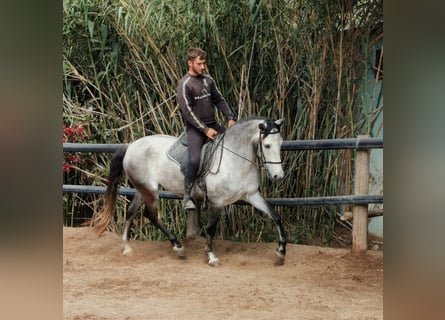 Andalusier, Wallach, 5 Jahre, 159 cm, Schimmel