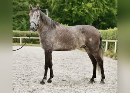 Andalusier, Wallach, 5 Jahre, 160 cm, Blauschimmel