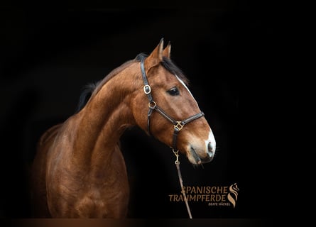 Andalusier, Wallach, 5 Jahre, 160 cm, Brauner
