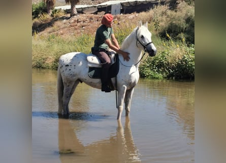 Andalusier Mix, Wallach, 5 Jahre, 160 cm