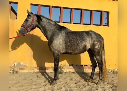 Andalusier, Wallach, 5 Jahre, 160 cm