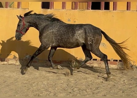 Andalusier, Wallach, 5 Jahre, 160 cm