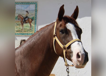 Andalusier, Wallach, 5 Jahre, 160 cm, Fuchs