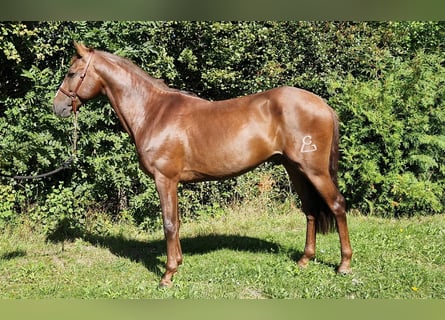Andalusier, Wallach, 5 Jahre, 160 cm, Fuchs