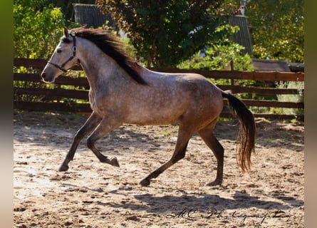 Andalusier, Wallach, 5 Jahre, 160 cm, Rotschimmel