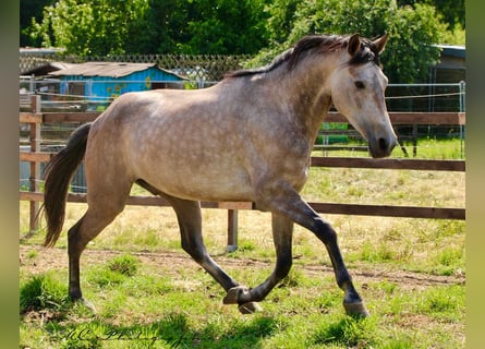 Andalusier, Wallach, 5 Jahre, 160 cm, Rotschimmel