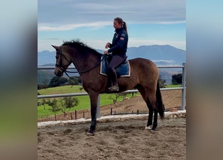 Andalusier Mix, Wallach, 5 Jahre, 161 cm, Buckskin