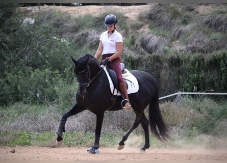 Andalusier, Wallach, 5 Jahre, 161 cm, Rappe