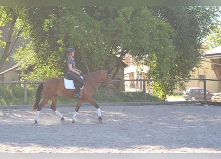 Andalusier, Wallach, 5 Jahre, 164 cm, Brauner