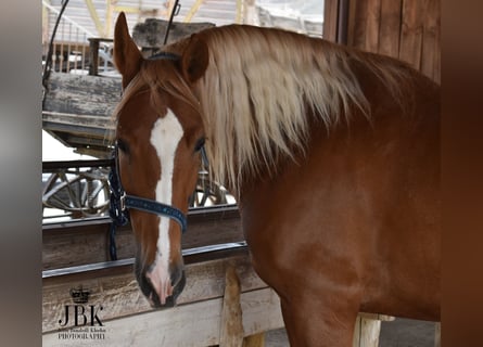 Andalusier, Wallach, 5 Jahre, 164 cm, Palomino