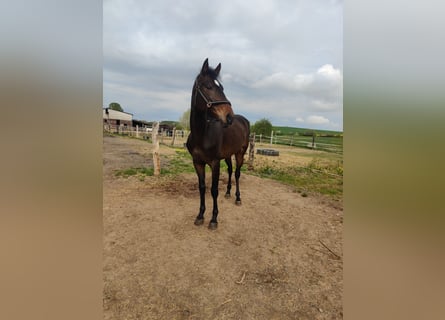 Andalusier, Wallach, 5 Jahre, 165 cm, Dunkelbrauner Andalusier, Wallach, 5 Jahre, 165 cm, Dunkelbrauner