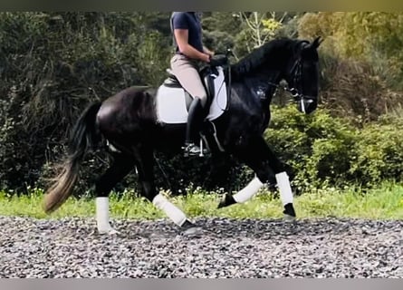 Andalusier, Wallach, 5 Jahre, 165 cm, Rappe