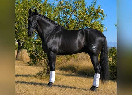 Andalusier, Wallach, 5 Jahre, 165 cm, Rappe