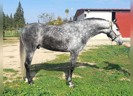 Andalusier, Wallach, 5 Jahre, 165 cm, Schimmel