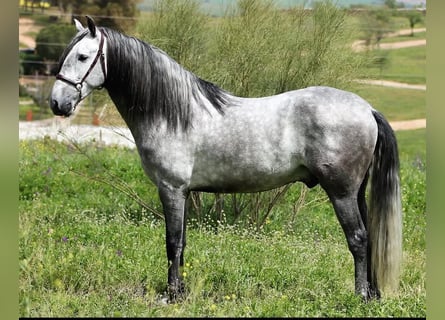 Andalusier, Wallach, 5 Jahre, 165 cm, Schimmel