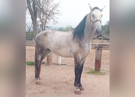 Andalusier, Wallach, 5 Jahre, 170 cm, Schimmel