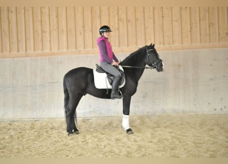 Andalusier, Wallach, 6 Jahre, 149 cm, Rappe