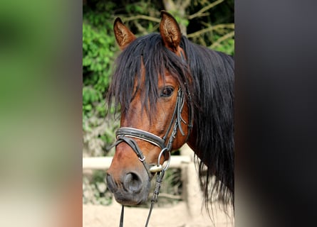 Andalusier, Wallach, 6 Jahre, 151 cm