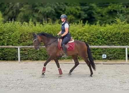 Andalusier, Wallach, 6 Jahre, 153 cm, Brauner
