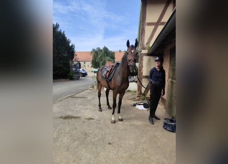 Andalusier, Wallach, 6 Jahre, 154 cm, Dunkelbrauner