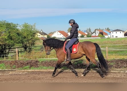 Andalusier Mix, Wallach, 6 Jahre, 156 cm, Dunkelbrauner