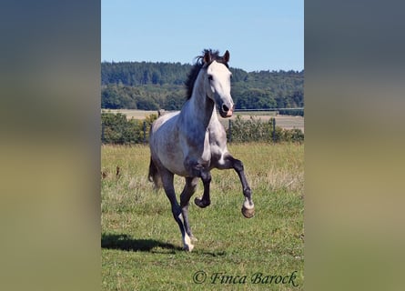 Andalusier, Wallach, 6 Jahre, 158 cm, Schimmel