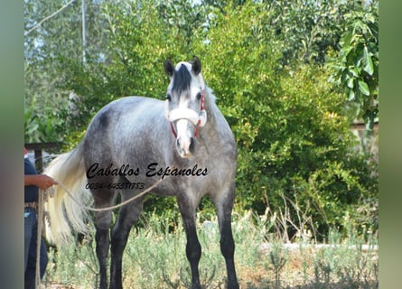 Andalusier, Wallach, 6 Jahre, 159 cm, Apfelschimmel