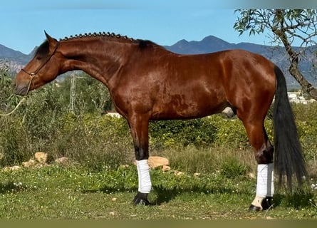 Andalusier, Wallach, 6 Jahre, 160 cm, Brauner