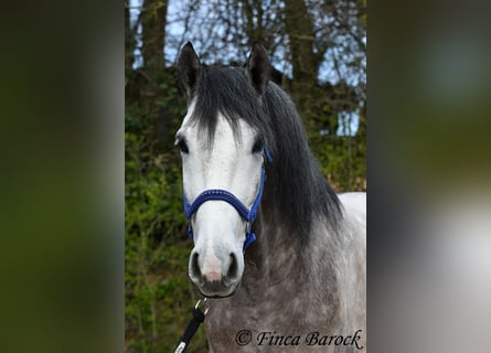 Andalusier, Wallach, 6 Jahre, 160 cm, Schimmel