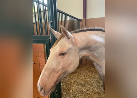 Andalusier, Wallach, 6 Jahre, 162 cm, Perlino