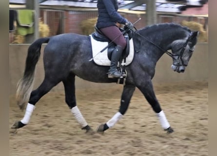 Andalusier, Wallach, 6 Jahre, 165 cm, Apfelschimmel