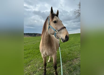 Andalusier, Wallach, 6 Jahre, 165 cm, Buckskin