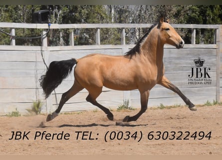 Andalusier, Wallach, 6 Jahre, 165 cm, Falbe