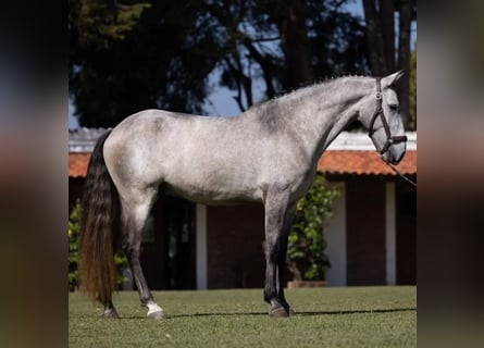 Andalusier, Wallach, 6 Jahre, 167 cm, Schimmel