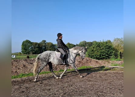 Andalusier Mix, Wallach, 6 Jahre, 168 cm, Apfelschimmel